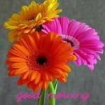AnurA Profile Picture