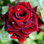 Rosilla Robert Profile Picture