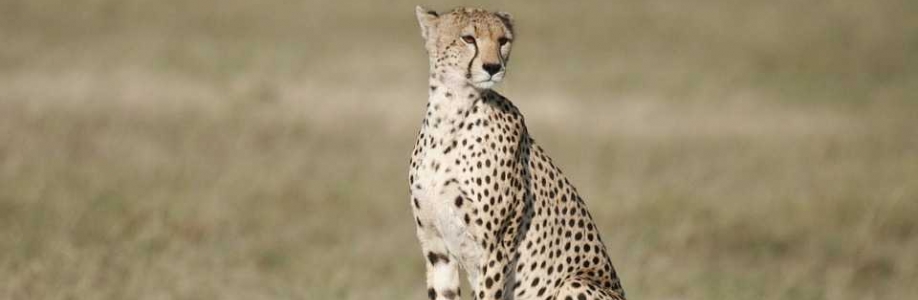 William cox Cover Image