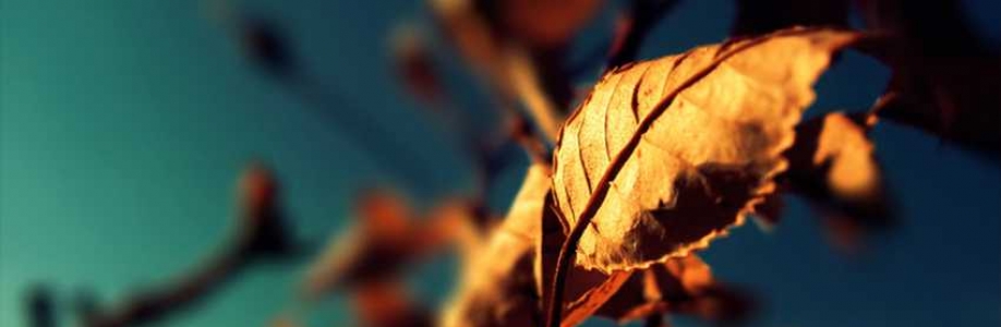 Michael K. Woodard Cover Image