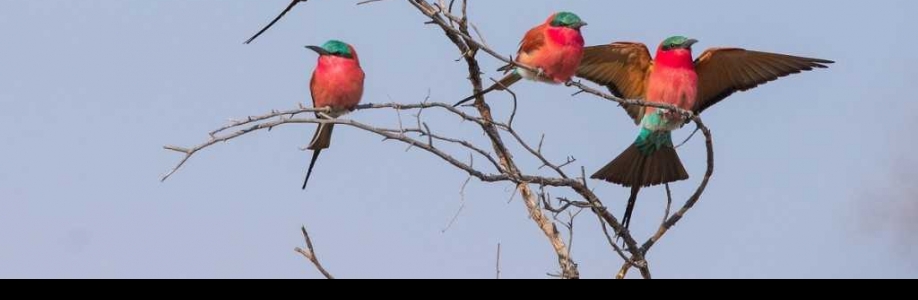 Gestur Valgeirsson Cover Image