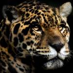 Vilim Profile Picture