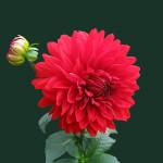 Badami Profile Picture