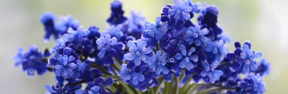 Longin Nowak Cover Image