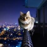 devendra Profile Picture