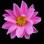 Arnetta Smith Profile Picture