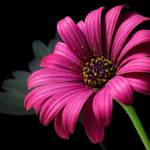 Marcus Profile Picture