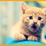 Boris Profile Picture