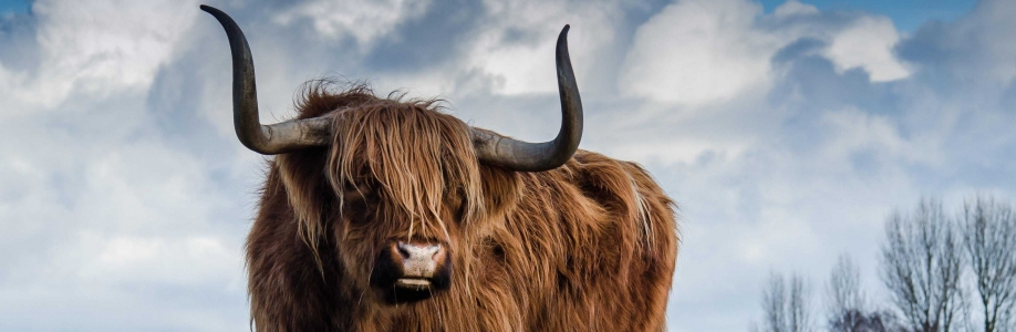 Oline Rosing Cover Image