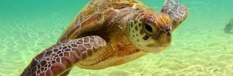 Harley Metcalfe Cover Image