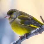 Jürgen Fleischer Profile Picture