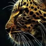 Tabeed Profile Picture
