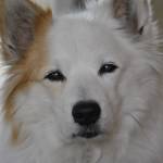 Gordon Leos Profile Picture