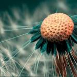 Suchi Profile Picture