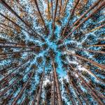 Constant Profile Picture