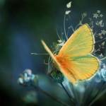 Armando Profile Picture