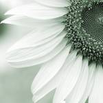 Denton Profile Picture