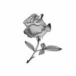 Rosalie64 Profile Picture