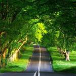 Alicia Profile Picture