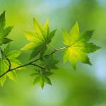 Gemma Profile Picture