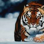 Cristiano Profile Picture