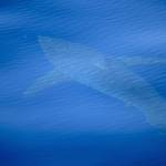 Varijtyzg Profile Picture