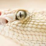 Sutej Profile Picture