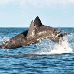 Swatis5y Profile Picture