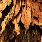 Nadiraxf Profile Picture