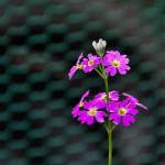 Architxj Profile Picture