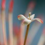 Devyanih Profile Picture