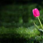 Nikolasgnc Profile Picture