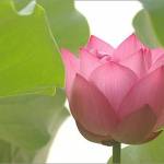 Anarghvukya Profile Picture