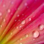 Revatish Profile Picture