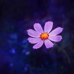 Shailixnb Profile Picture